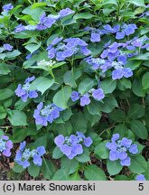 Hydrangea macrophylla Zaunkönig