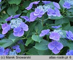 Hydrangea macrophylla Zaunkönig