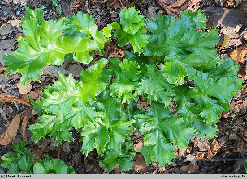 Asplenium scolopendrium Furcata