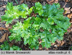 Asplenium scolopendrium Furcata