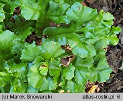 Asplenium scolopendrium Furcata