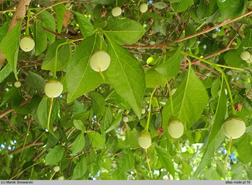 Styrax japonicus (styrak japoński)