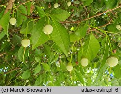 Styrax japonicus (styrak japoński)