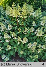 Hydrangea paniculata Baby Lace