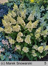 Hydrangea paniculata Baby Lace