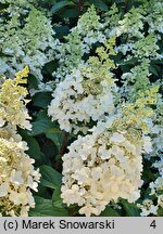 Hydrangea paniculata Baby Lace