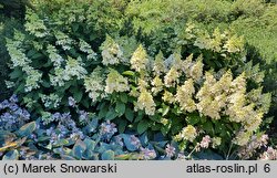 Hydrangea paniculata Baby Lace