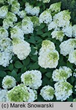 Hydrangea paniculata Magical Mont Blanc