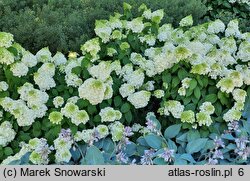 Hydrangea paniculata Magical Mont Blanc