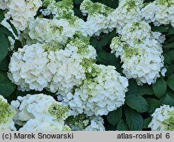 Hydrangea paniculata Magical Mont Blanc