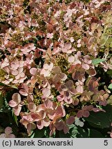 Hydrangea paniculata Polestar