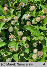 Cephalanthus occidentalis Moonlight Fantasy