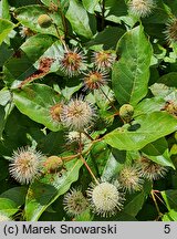 Cephalanthus occidentalis Moonlight Fantasy