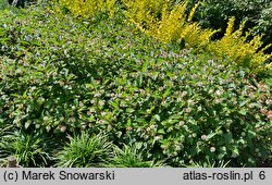 Cephalanthus occidentalis Moonlight Fantasy