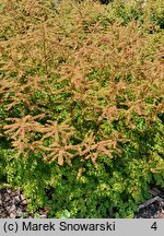 Aruncus aethusifolius (parzydło blekotolistne)