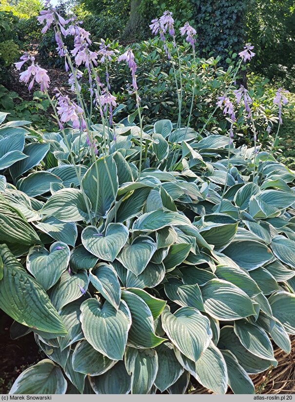 Hosta Tom Schmid