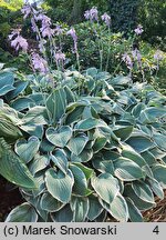 Hosta Tom Schmid