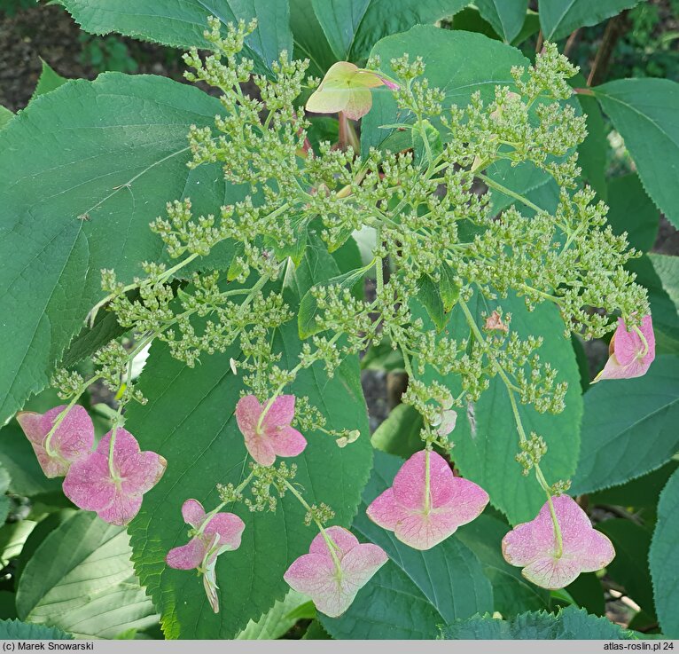 Hydrangea heteromalla Yalung Ridge