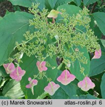 Hydrangea heteromalla Yalung Ridge