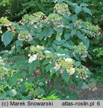 Hydrangea heteromalla Yalung Ridge