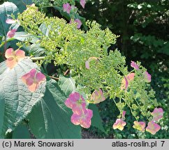 Hydrangea heteromalla Yalung Ridge