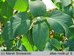 Hydrangea involucrata Mihara-kokonoe