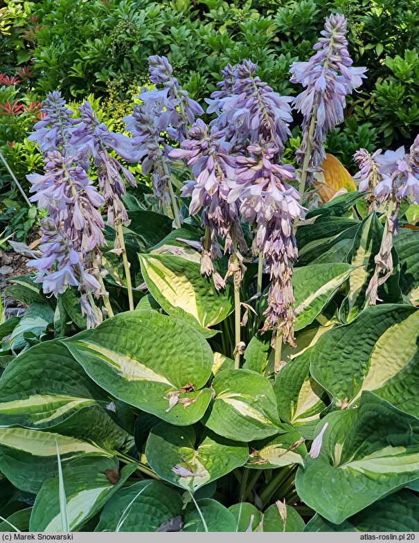 Hosta Center of Attention