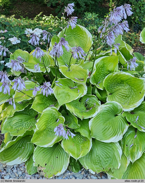 Hosta Winter Snow