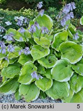 Hosta Winter Snow