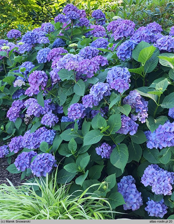 Hydrangea macrophylla Saxdifioros