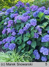 Hydrangea macrophylla Saxdifioros