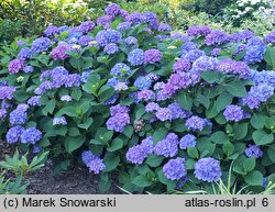 Hydrangea macrophylla Saxdifioros