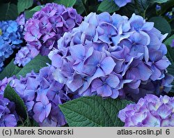 Hydrangea macrophylla Saxdifioros