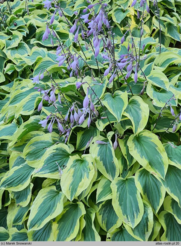 Hosta Pilgrim