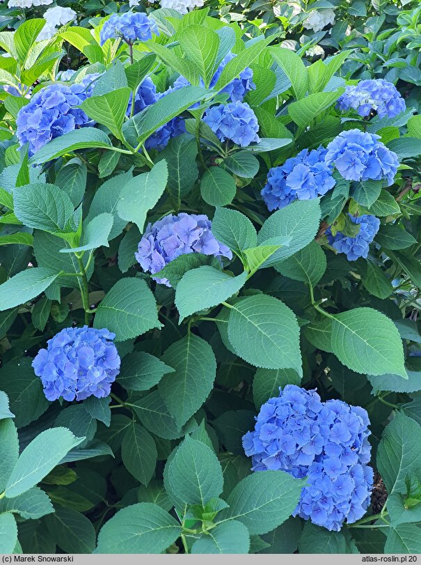 Hydrangea macrophylla Coquin