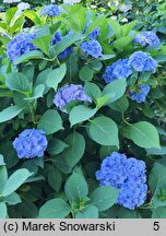 Hydrangea macrophylla Coquin