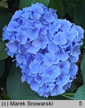 Hydrangea macrophylla Coquin