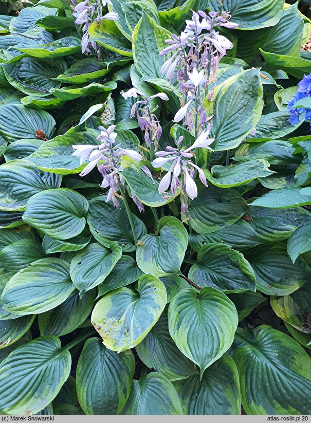 Hosta Dust Devil