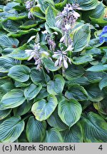 Hosta Dust Devil