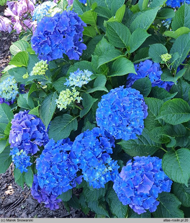 Hydrangea macrophylla Fripon