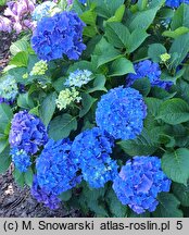 Hydrangea macrophylla Fripon