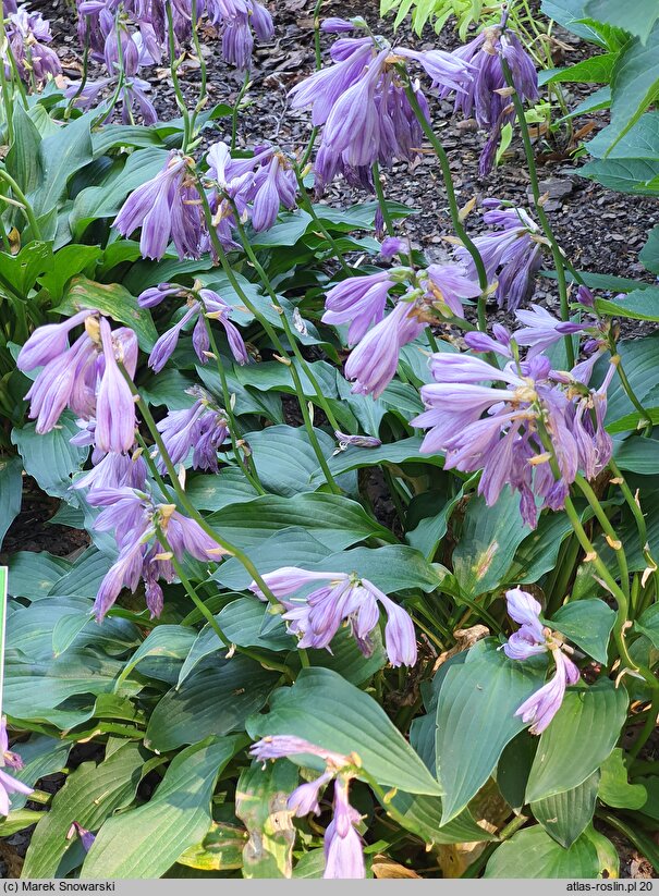 Hosta Emerald Carpet