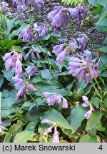 Hosta Emerald Carpet