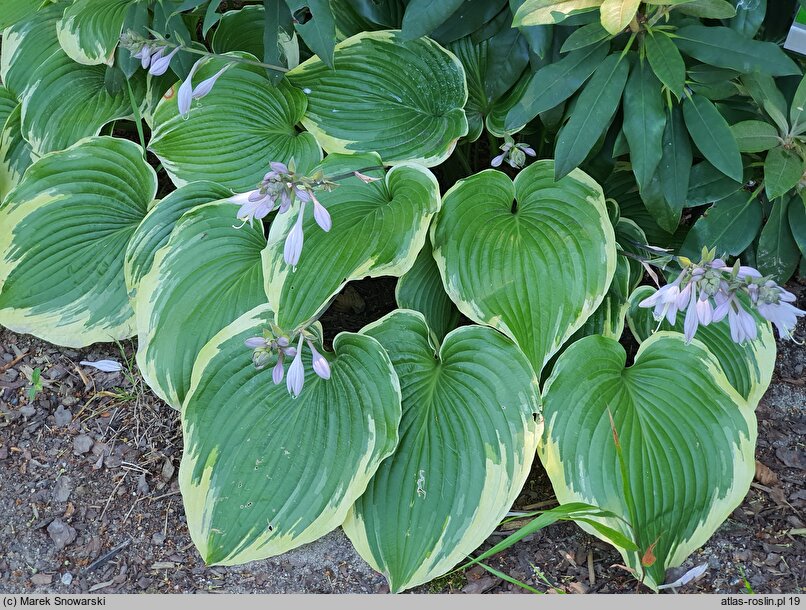 Hosta Memories of Dorothy