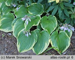 Hosta Memories of Dorothy