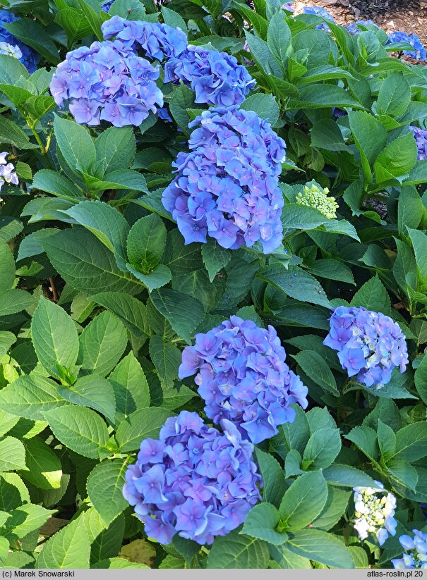 Hydrangea macrophylla Mirage