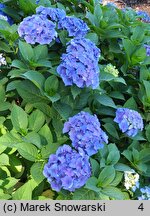 Hydrangea macrophylla Mirage