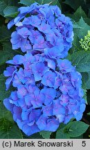 Hydrangea macrophylla Mirage