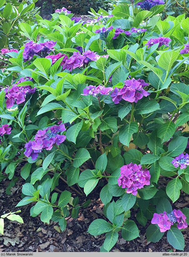 Hydrangea macrophylla Frisbee Hot Pink