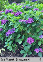 Hydrangea macrophylla Frisbee Hot Pink